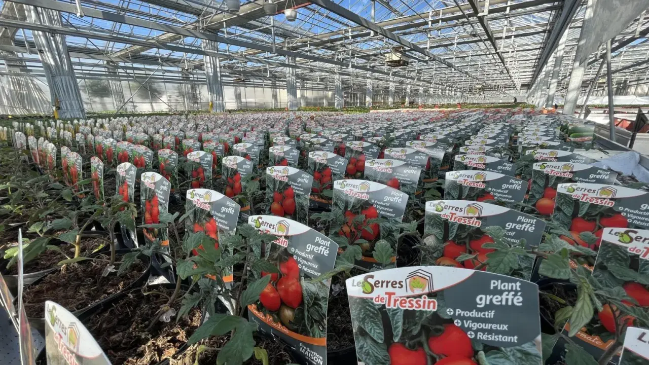 Des plants de tomates greffées prêts à être plantés dans une serre. Apprenez comment planter des tomates pour un rendement optimal.