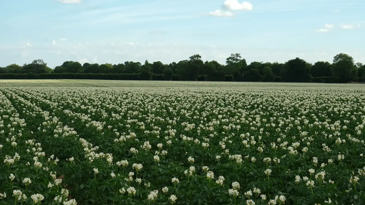 Champ de pommes de terre en fleurs, prêt pour la récolte. La question de savoir combien de temps après floraison récolter la pomme de terre est cruciale.