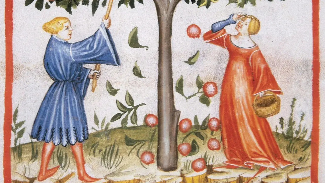 Zwei Frauen im Mittelalter pflücken Äpfel von einem Baum. Eine Frau in Blau schüttelt den Baum, die andere in Rot sammelt die Früchte in einem Korb.