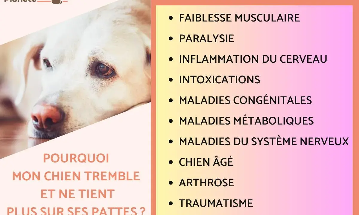 Mon chien de 14 ans ne tient plus sur ses pattes. Causes possibles : faiblesse musculaire, arthrose, ou autre maladie.