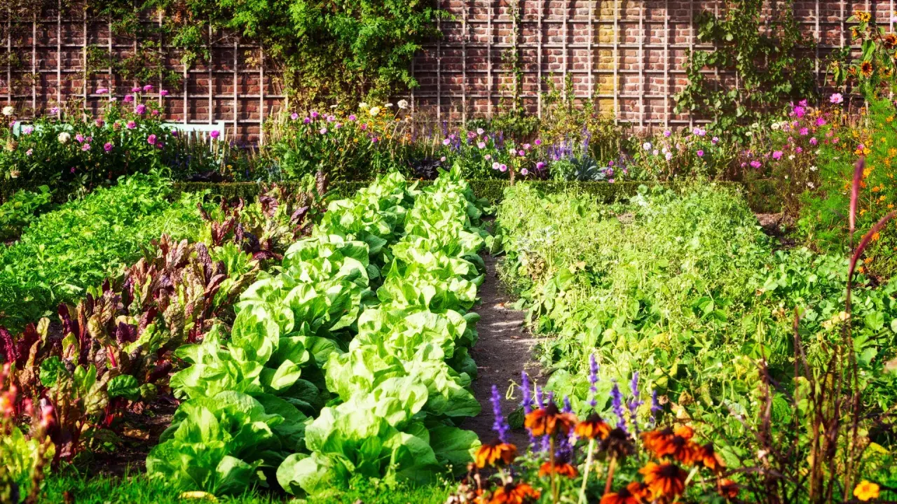 Un potager luxuriant, idéal pour un plan potager 20m2, avec des rangées de laitues, de bettes et de fleurs colorées devant un mur de briques.