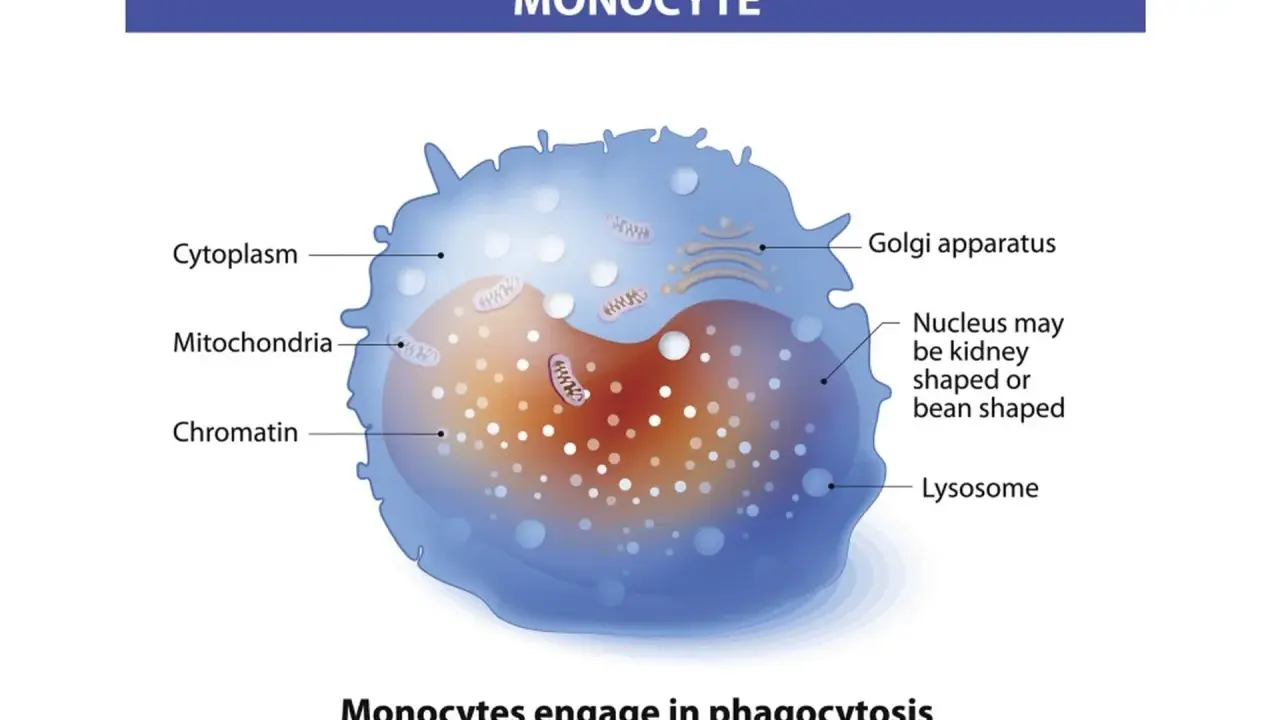 Monocyty to białe krwinki, które pochłaniają patogeny. Widoczny jest ich jądro, mitochondria i cytoplazma.