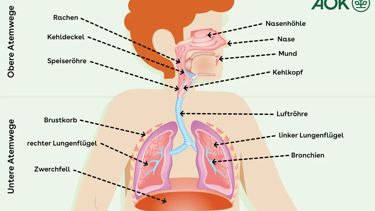 Schema der Atemwege mit Lunge. Bei Asthma können die Bronchien sich verengen, was zu Lungenschmerzen führt.