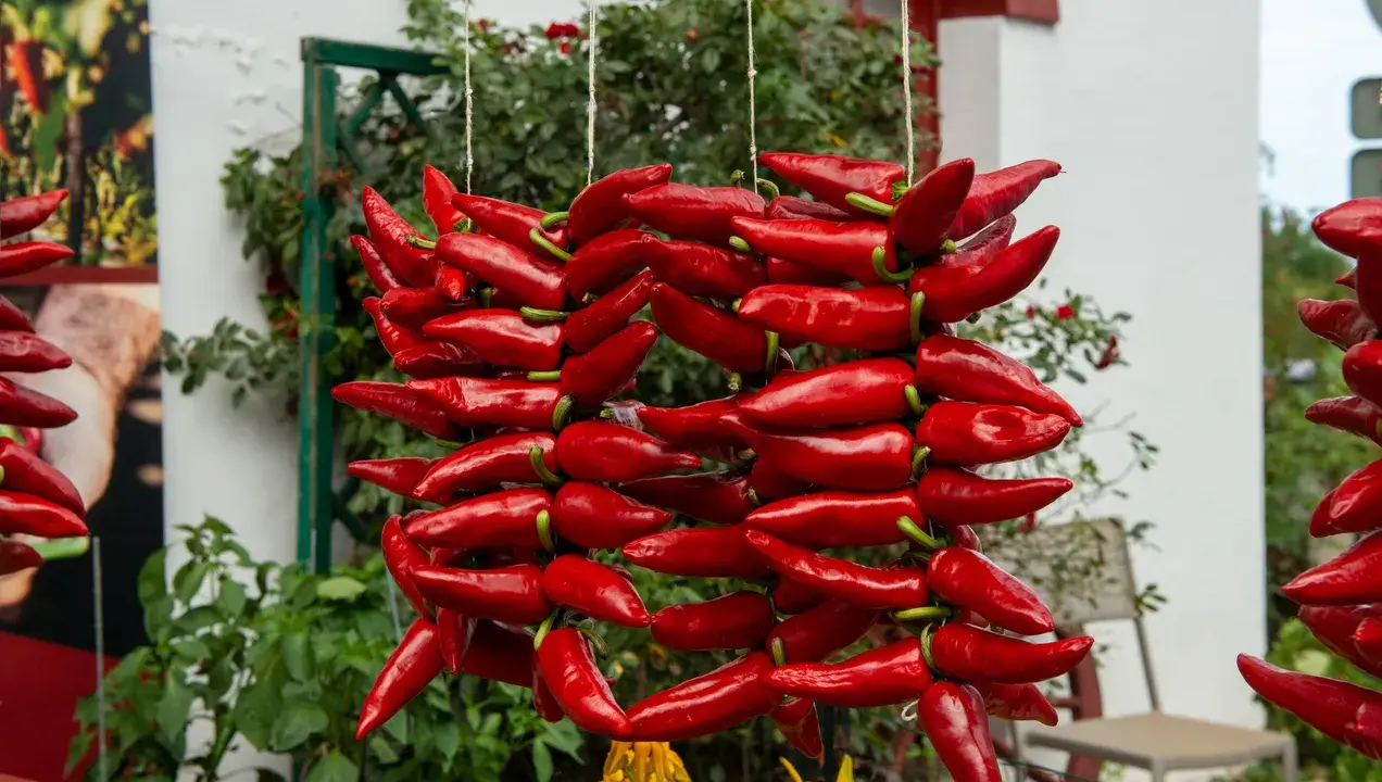 Des piments d'Espelette rouges, séchant en guirlandes, évoquent la richesse de leur culture.