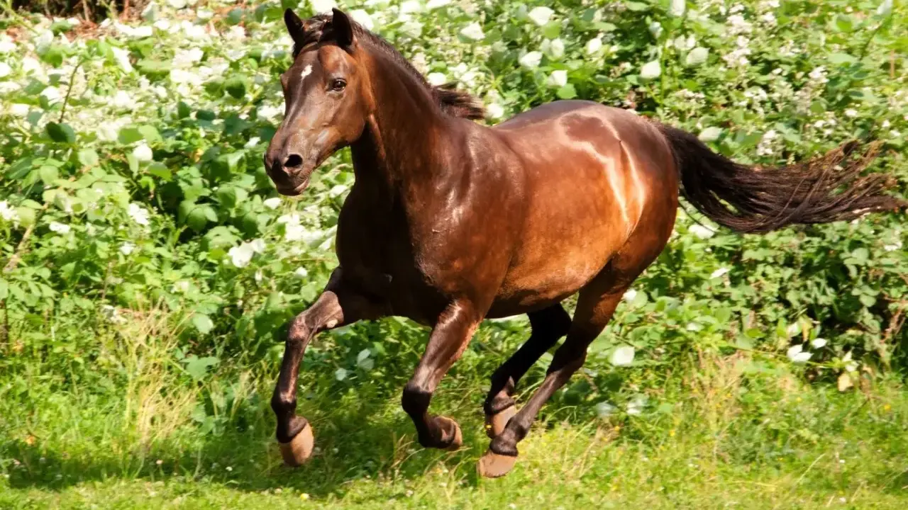 Braunes Pferd galoppiert durch blühende Wiese. Ein schönes Beispiel für verschiedene Pony Rassen in Aktion.