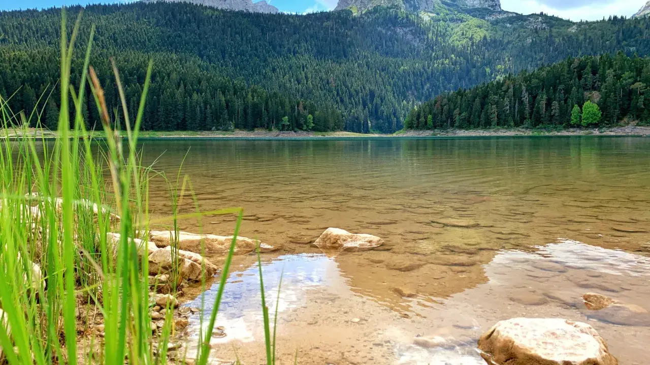 Spokojne jezioro w Durmitor National Park, otoczone gęstym lasem iglastym i majestatycznymi górami.