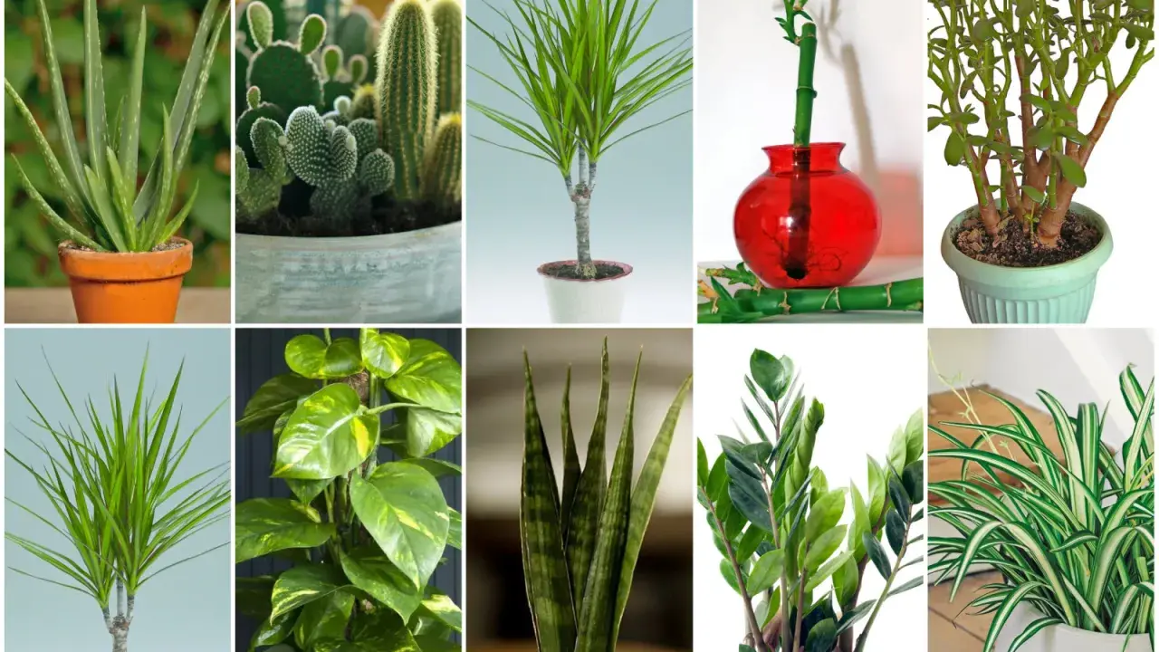 Kolekcja zielonych liściastych kwiatów doniczkowych: aloes, kaktusy, dracena, bambus szczęścia, grubosz, epipremnum, sansewieria, zamiokulkas, zielistka.