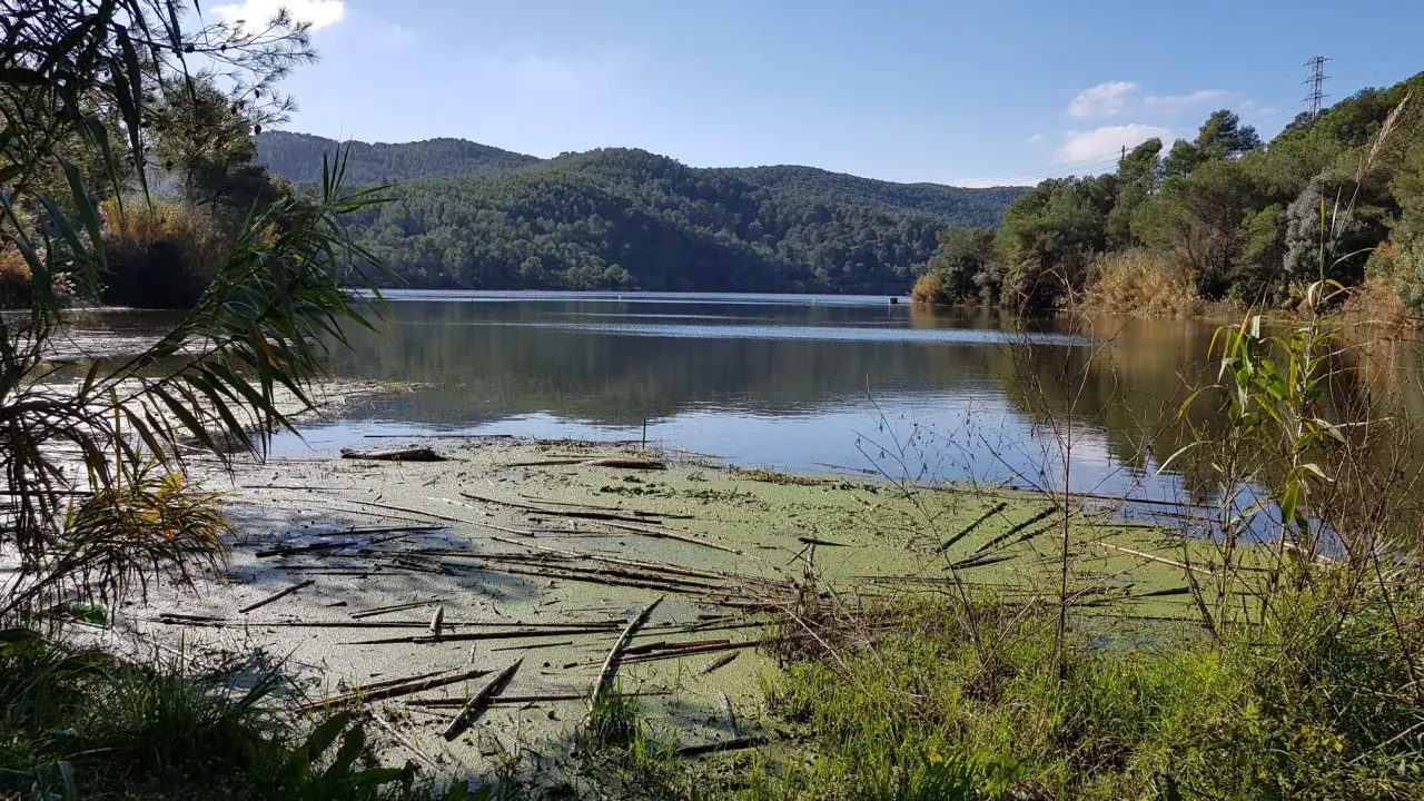 Un lago sereno en el parc del Foix, con vegetación flotante y colinas boscosas al fondo bajo un cielo azul.