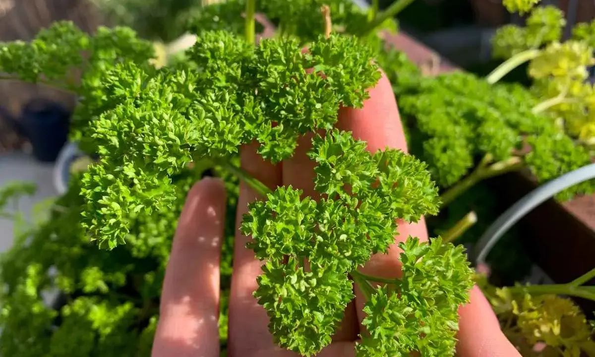 Main d'une personne tenant un bouquet de persil frisé luxuriant, prêt à semer du persil pour un jardin aromatique.