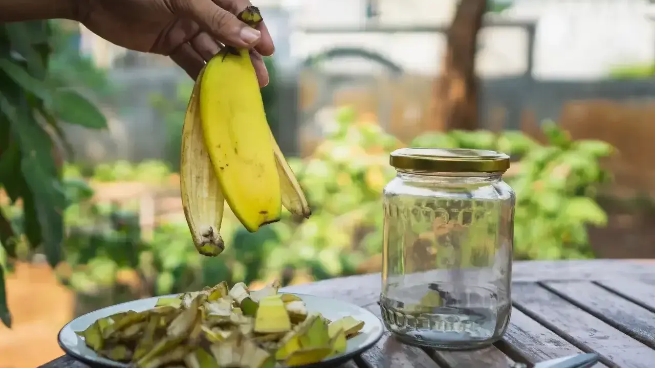 Ręka trzyma skórki banana, przygotowując nawóz z banana do skrzydłokwiatu. Obok stoi słoik i talerz z pokrojonymi resztkami.