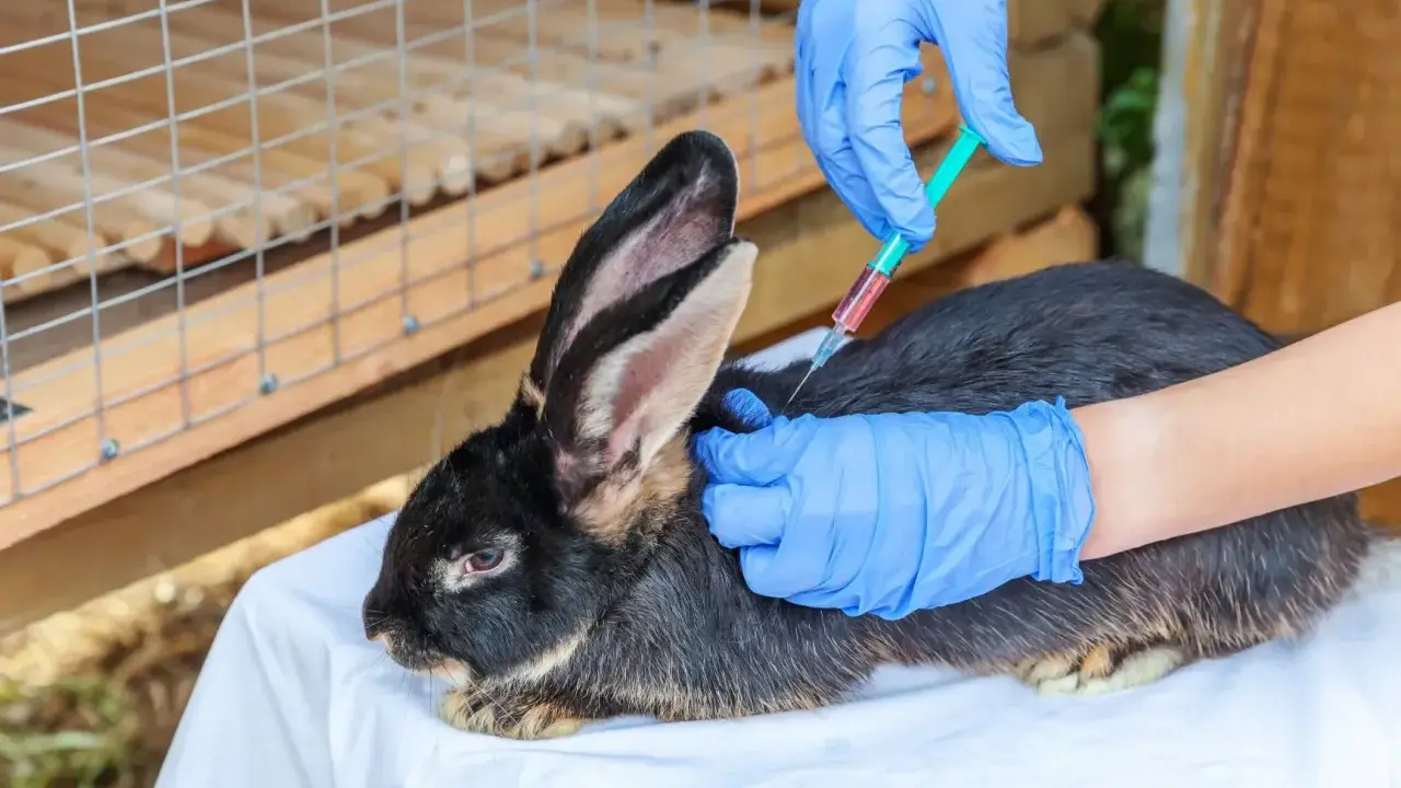 Tierarzt impft Kaninchen. Die Frage, wie oft Kaninchen impfen, ist wichtig für die Gesundheit.