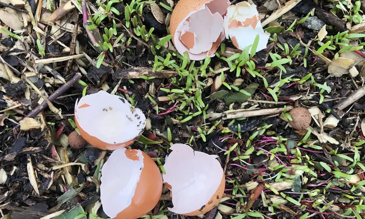 Coquilles d'œufs brisées parsèment un sol de jardin, entourées de jeunes pousses vertes et de copeaux de bois.