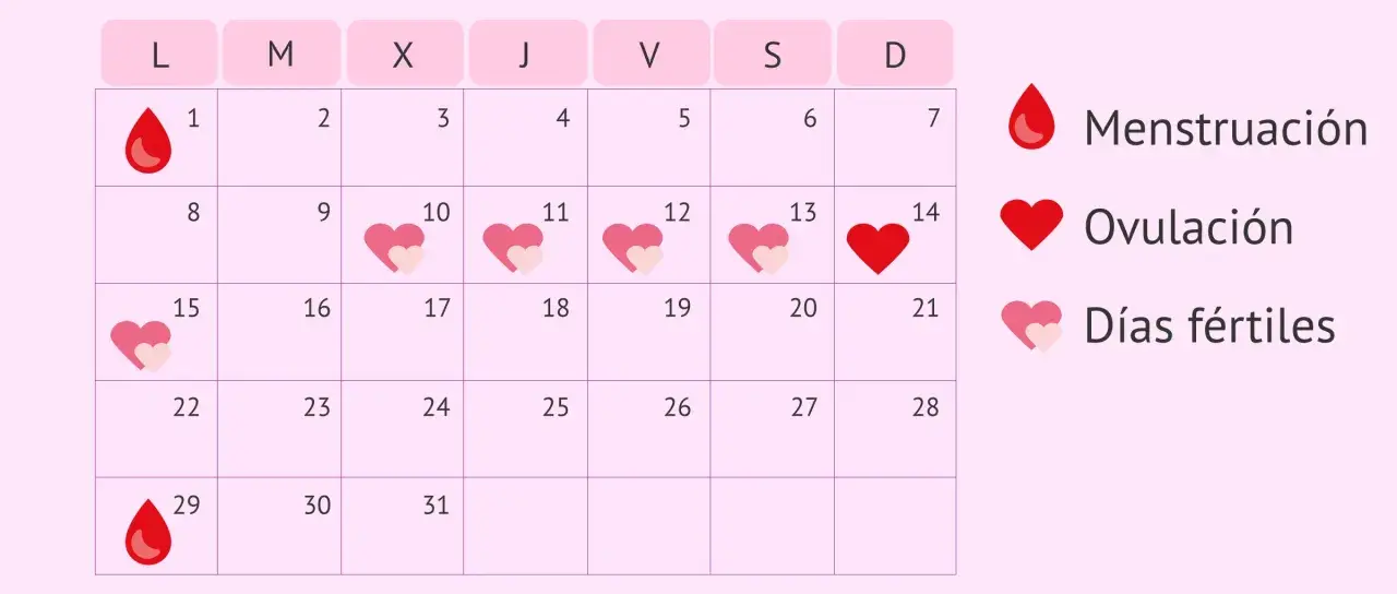 Calendario menstrual. La ovulación dura un día, marcado con un corazón rojo. Los días fértiles son los que rodean la ovulación.