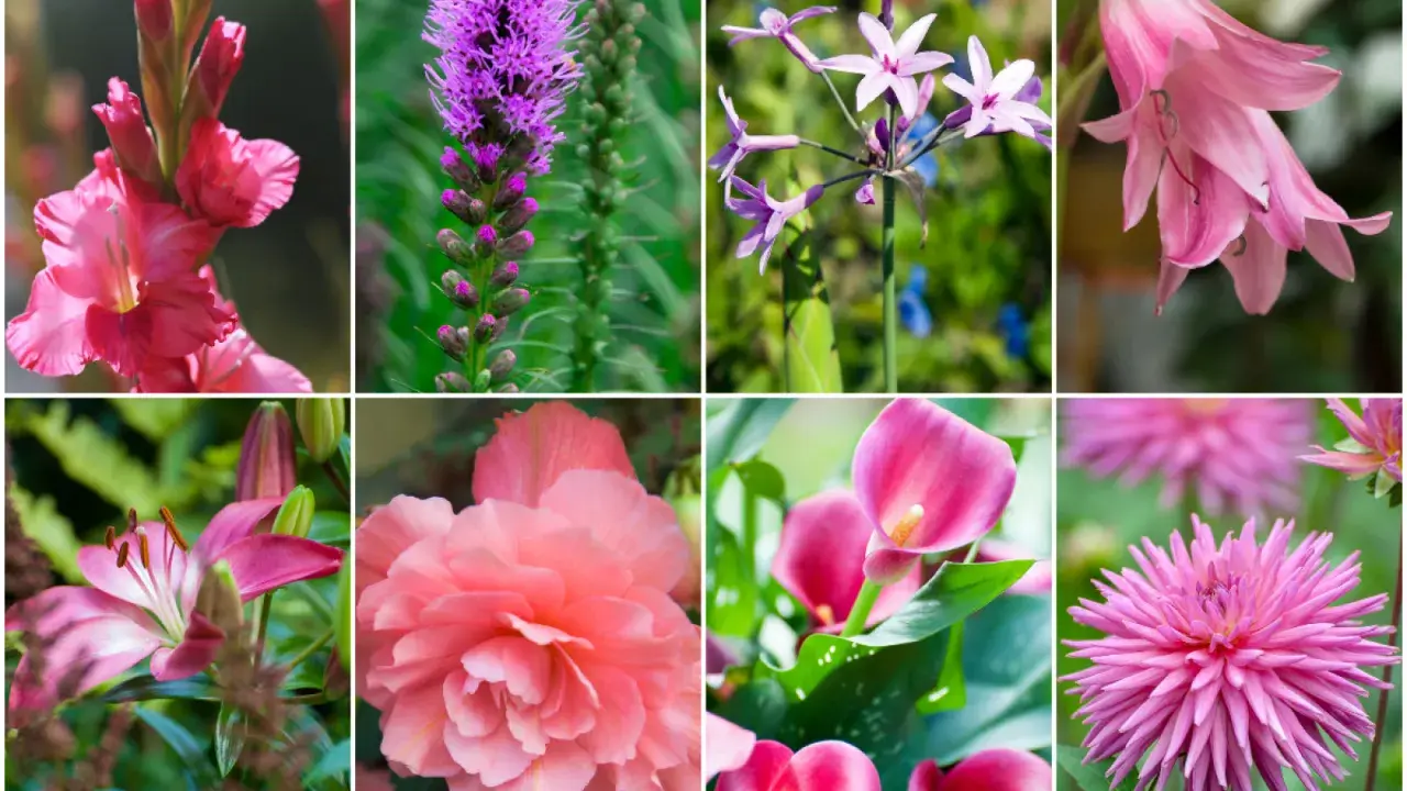 Kolaż ośmiu zdjęć kwiatów. Wśród nich gladiolus, liliowiec, kalie i dalia, wszystkie w odcieniach różu.