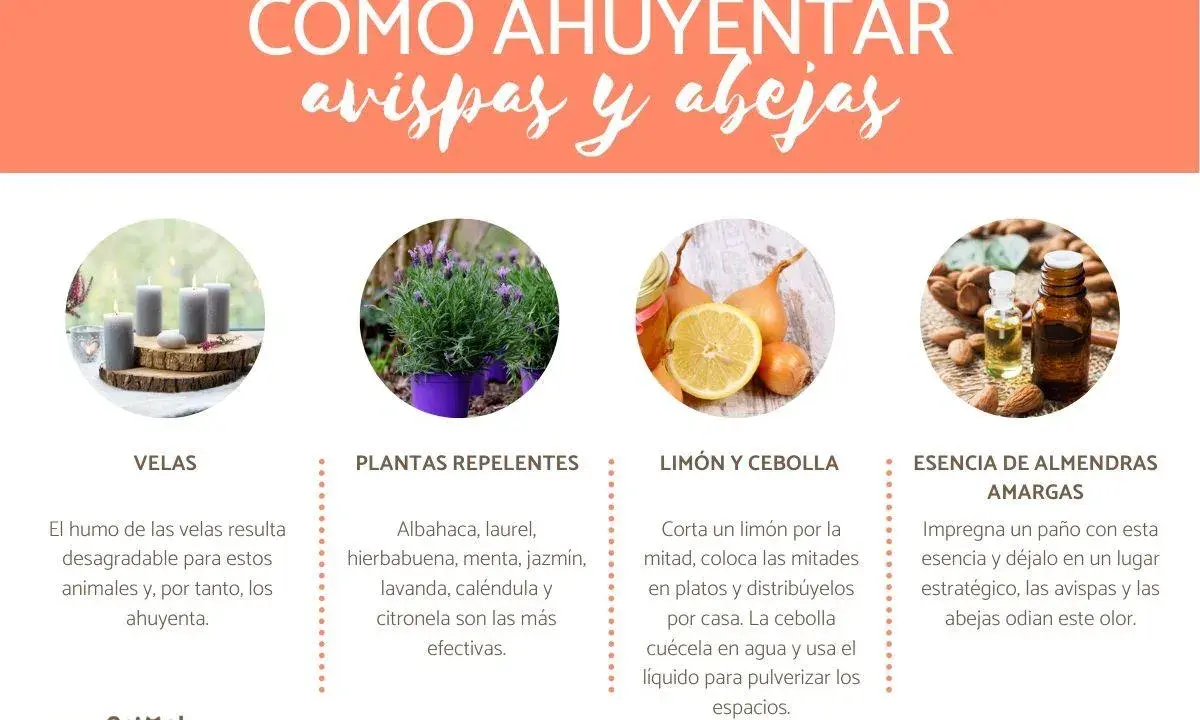 Consejos para ahuyentar avispas: usa velas, plantas repelentes como lavanda, limón y cebolla, o esencia de almendras amargas.