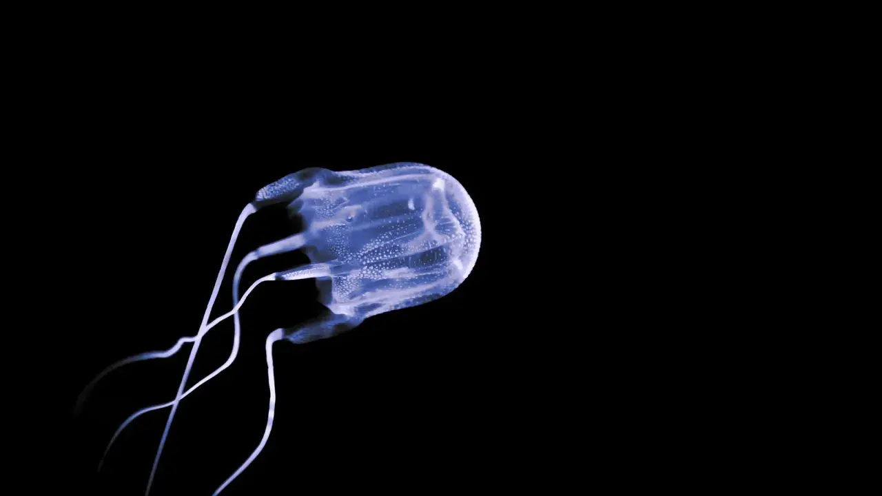 Medusa cubica trasparente, con tentacoli sottili, nuota nell'oscurità. Un esempio di meduse mortali.