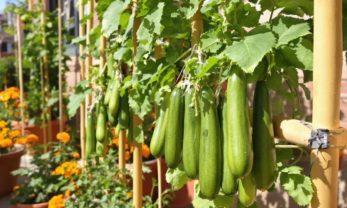 Courgettes vertes suspendues à des tuteurs en bambou, avec un bon espacement pour une croissance optimale. Des fleurs orange sont visibles en arrière-plan.