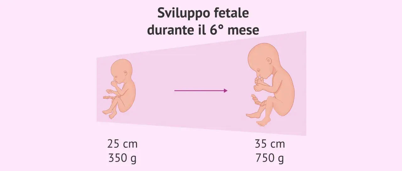 Sviluppo fetale nel 6° mese: un feto di 25 cm e 350 g evolve a 35 cm e 750 g.