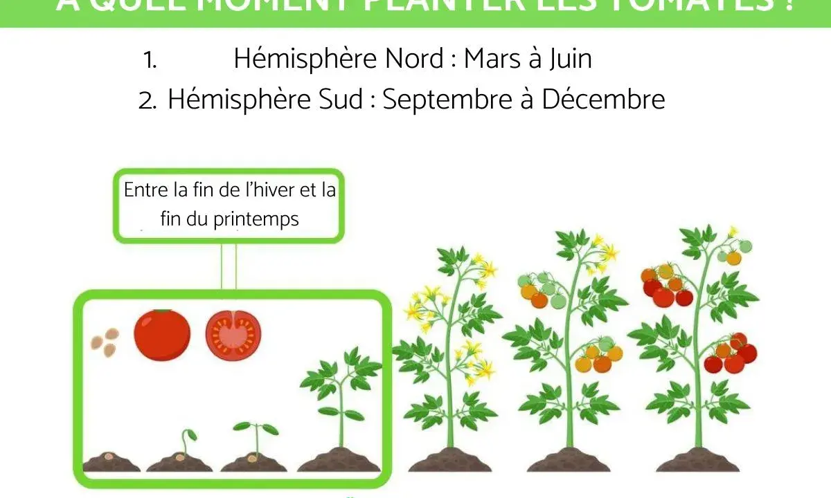 Illustration du cycle de vie de la tomate, de la graine au fruit mûr. L'image indique jusqu'à quand peut-on planter des tomates : mars-juin (Nord) et sept-déc (Sud).
