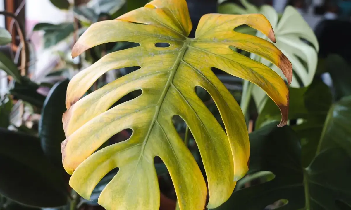 Monstera żółkną liście, z brązowymi brzegami. W tle inne rośliny.