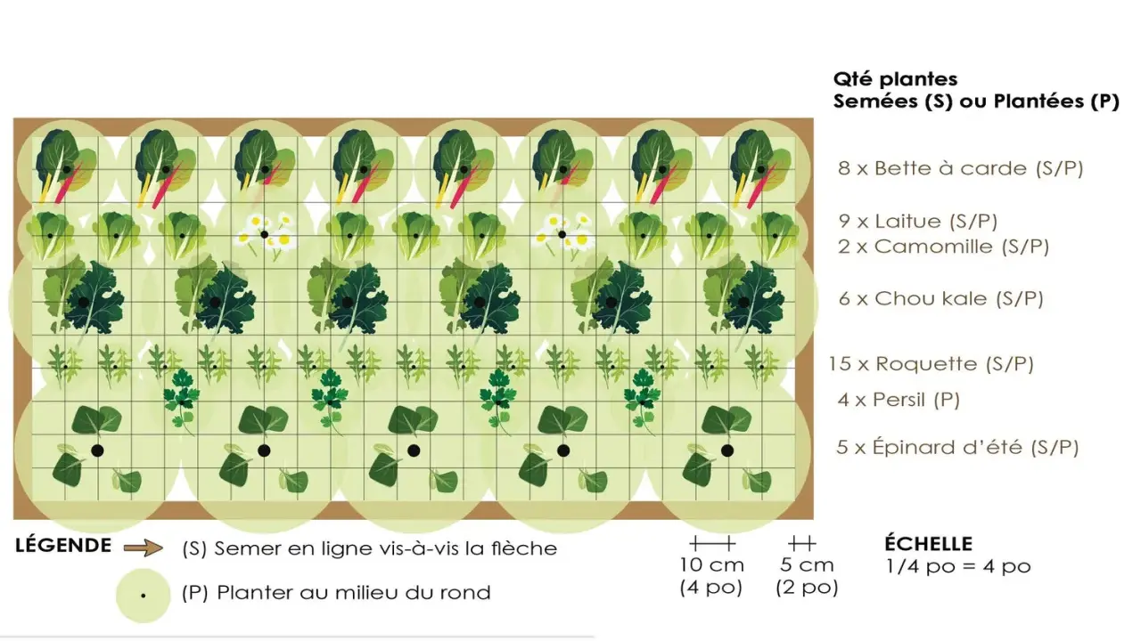 Plan d'un potager de légumes feuilles pour le semis de printemps : laitues, épinards, roquette, persil, chou kale, bette à carde et camomille.