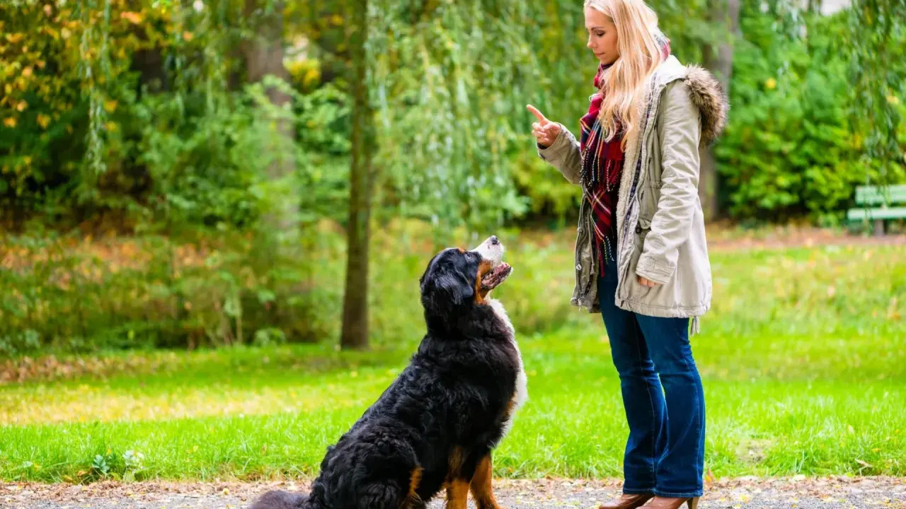 Kobieta uczy psa komendy siad w parku. Pies siedzi, patrząc na nią z uwagą.