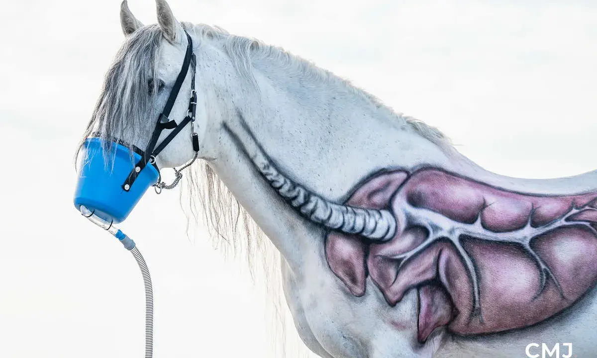 Ein weißes Pferd mit gemalter Lunge und Luftröhre erhält eine Inhalationstherapie über eine blaue Maske.