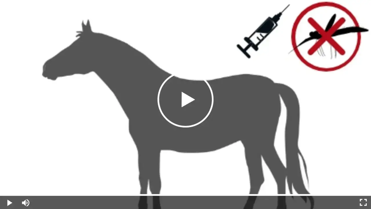 Silhouettenpferd mit Spritze und Mücken-Symbol. Mögliche Ursache für spinale Ataxie beim Pferd.