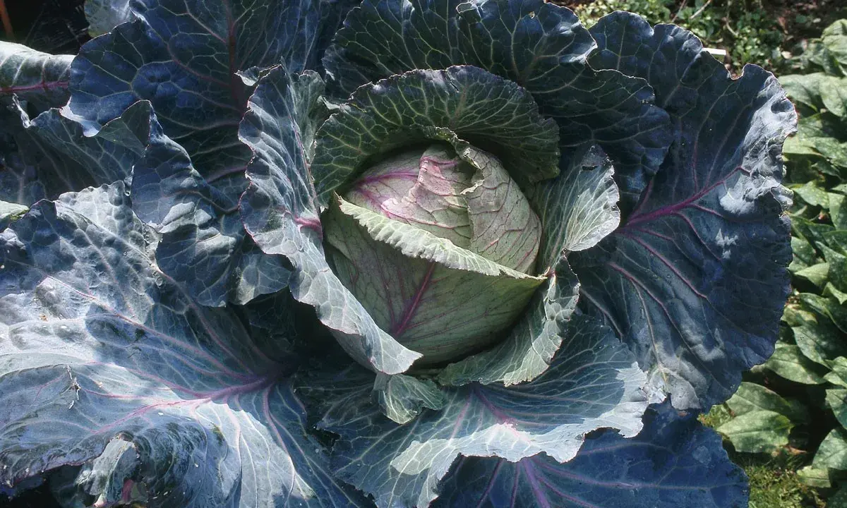 Gros chou rouge aux feuilles ondulées, prêt pour la culture. Un spectacle de la nature qui annonce de bons repas.