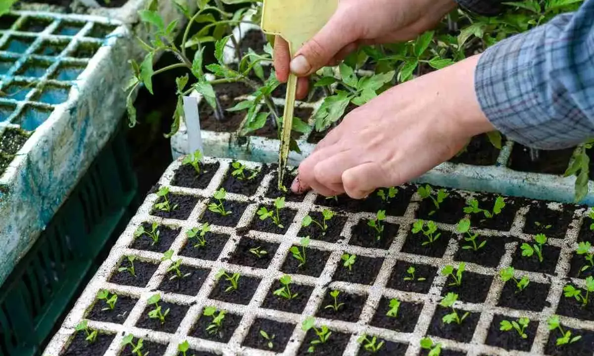 Mains travaillant sur une plantation de céleri rave en alvéoles. Les jeunes pousses sont prêtes à être repiquées.