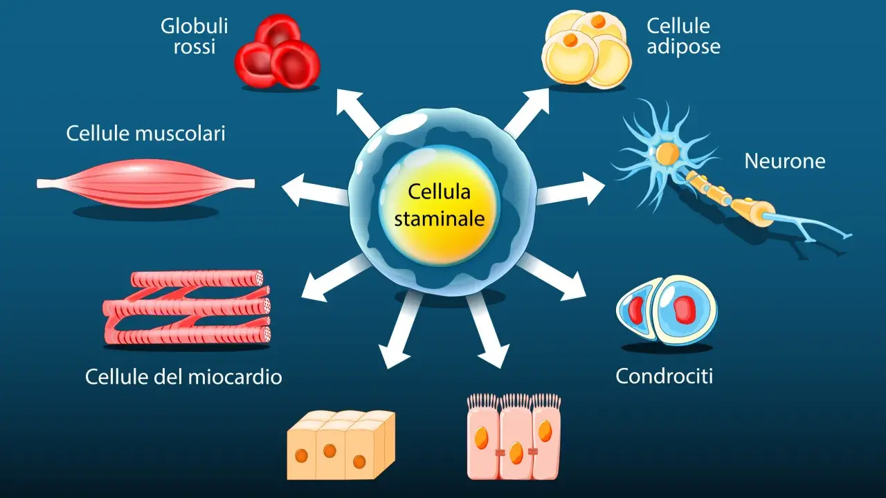 La cellula staminale è il punto di partenza per diversi tipi di cellule staminali, tra cui globuli rossi, cellule muscolari, neuroni e condrociti.