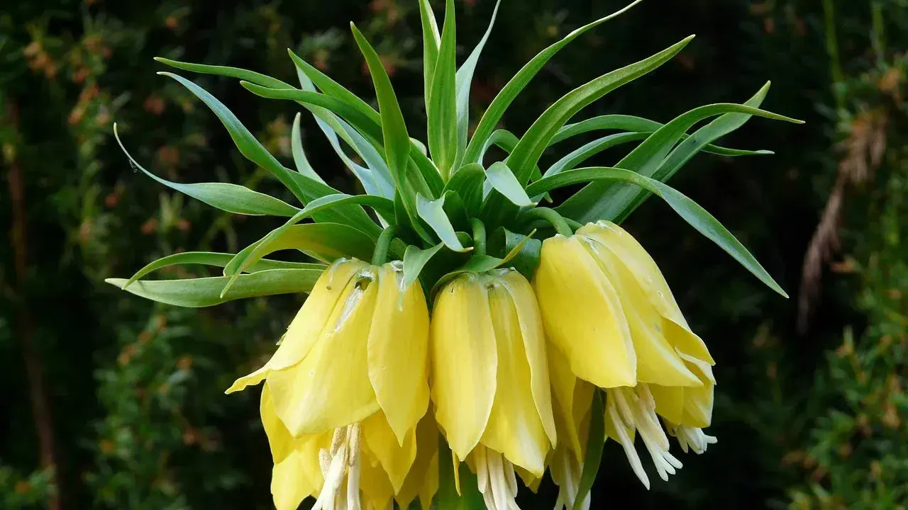 Fritillaire impériale jaune, ses clochettes pendantes et ses feuilles vertes dressées, une couronne florale majestueuse.