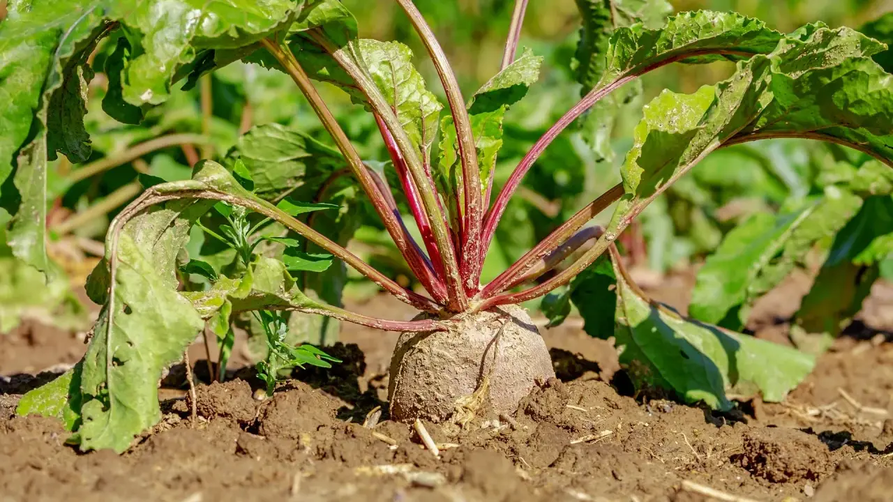 Gros plan sur une betterave rouge à moitié sortie de terre, ses feuilles vertes luxuriantes prêtes pour la récolte.
