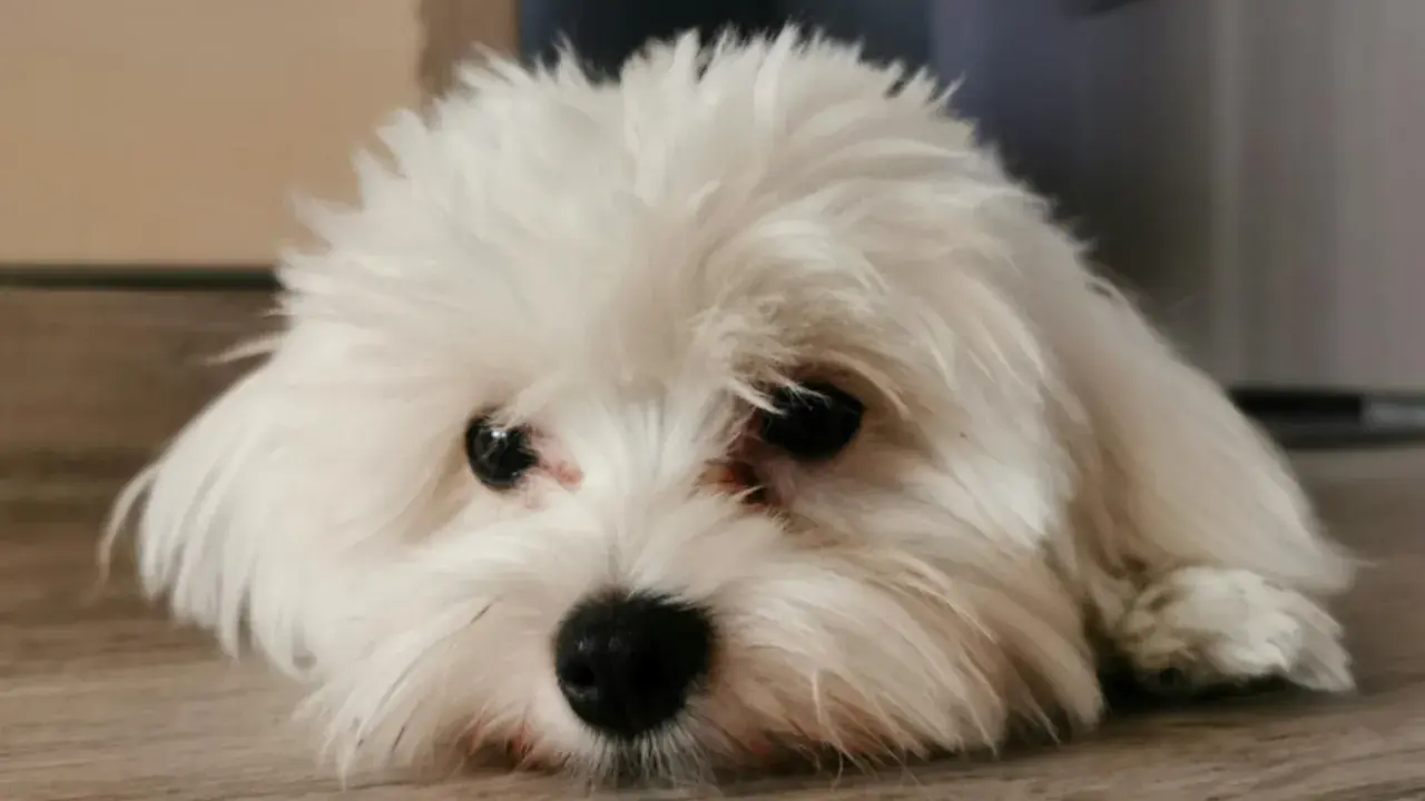 Un adorable bichon maltais au poil blanc et soyeux, le museau posé sur le parquet, regarde avec ses grands yeux noirs.