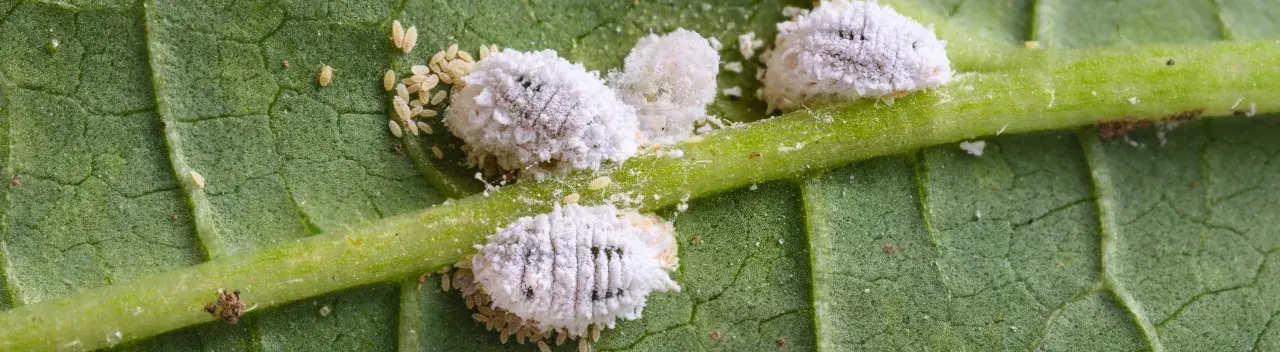 Gros plan d'un insecte blanc cotonneux, un nuisible commun sur une plante verte.