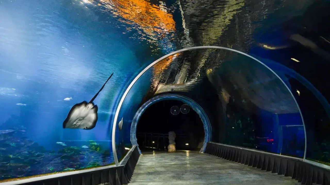 Afrykarium Wrocław: Rekiny, tunel, karmienie planuj wizytę!