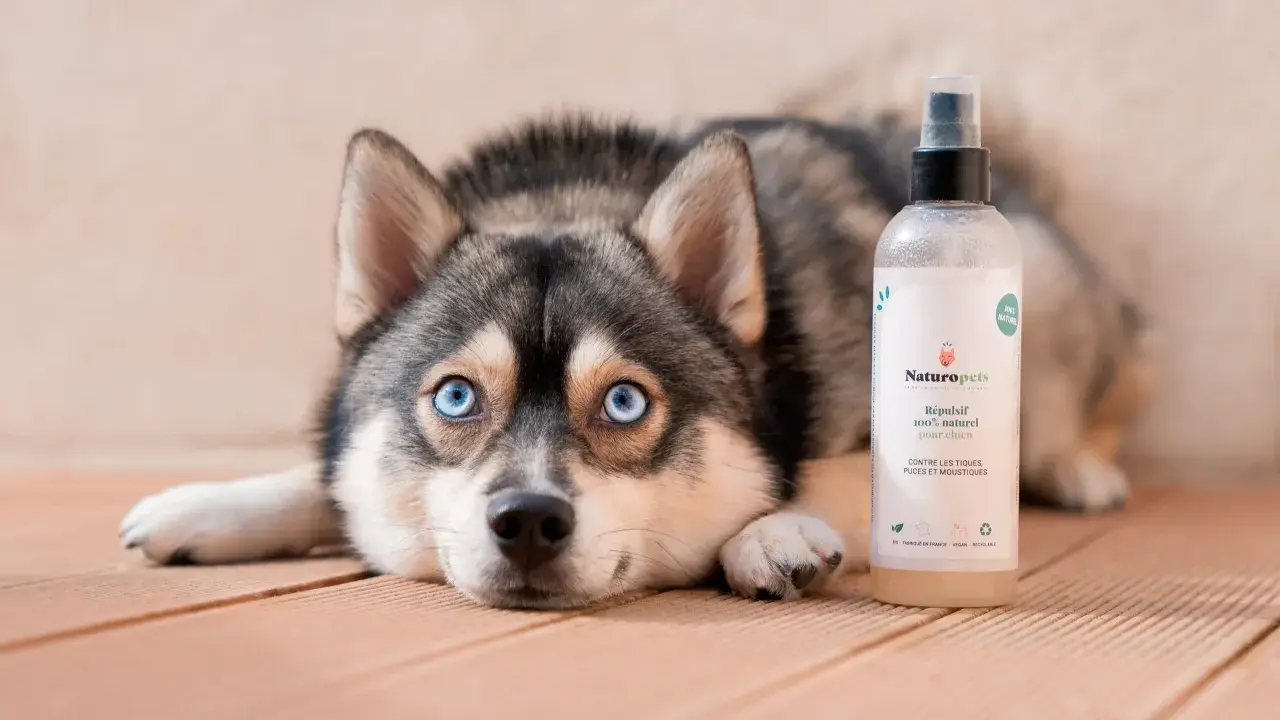 Un chien au regard bleu intense repose à côté d'un spray répulsif naturel. Ce produit est une huile essentielle contre les tiques, puces et moustiques pour chien.