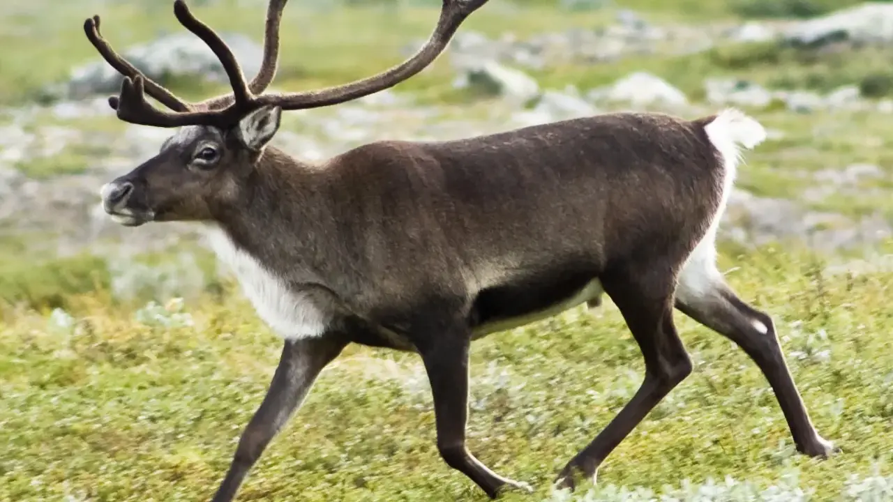 Ren med imponerande ren horn rör sig genom ett grönskande landskap.