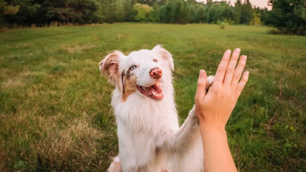 Un chien blanc et brun donne une patte en signe de réussite en dressage.