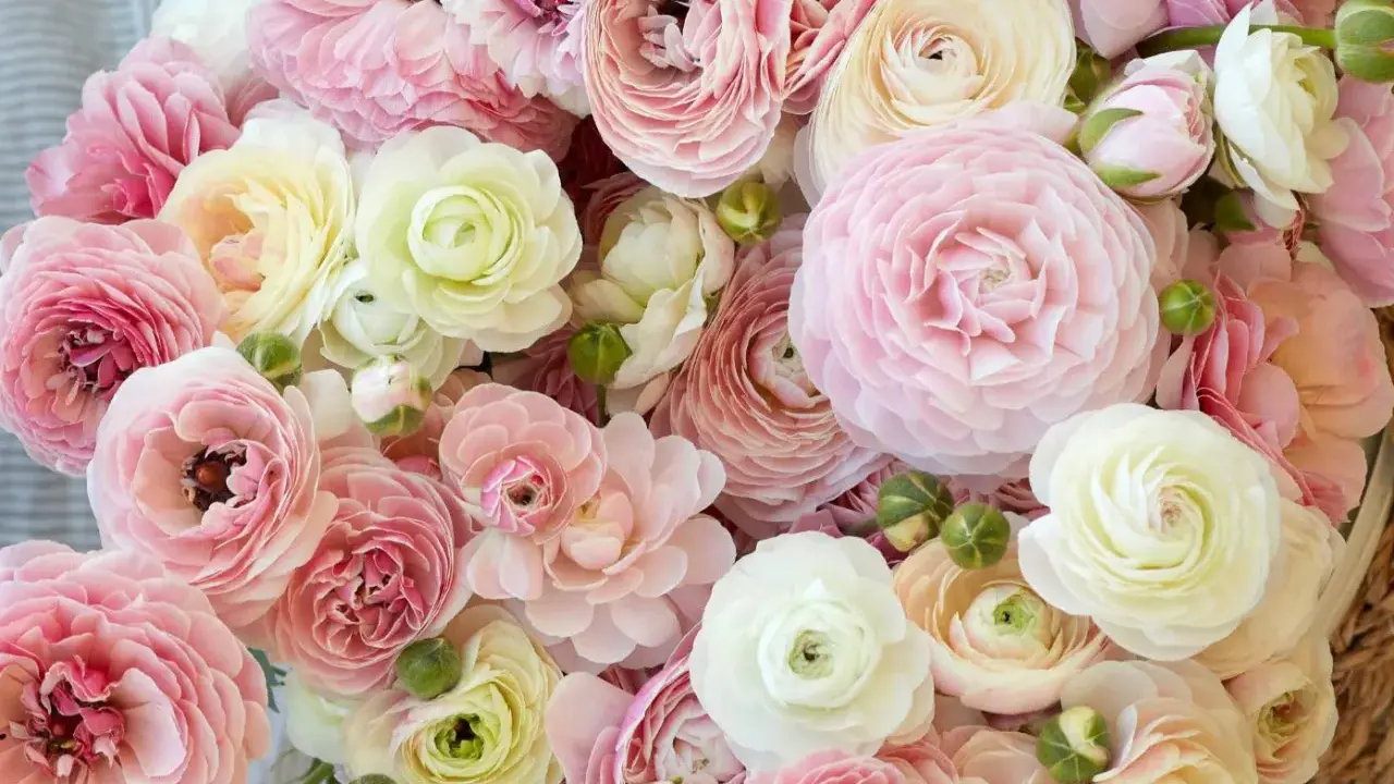Ein üppiger Strauß zarter Ranunkeln in Rosa- und Cremetönen. Perfekt, um die Freude am Ranunkeln pflanzen zu erleben.