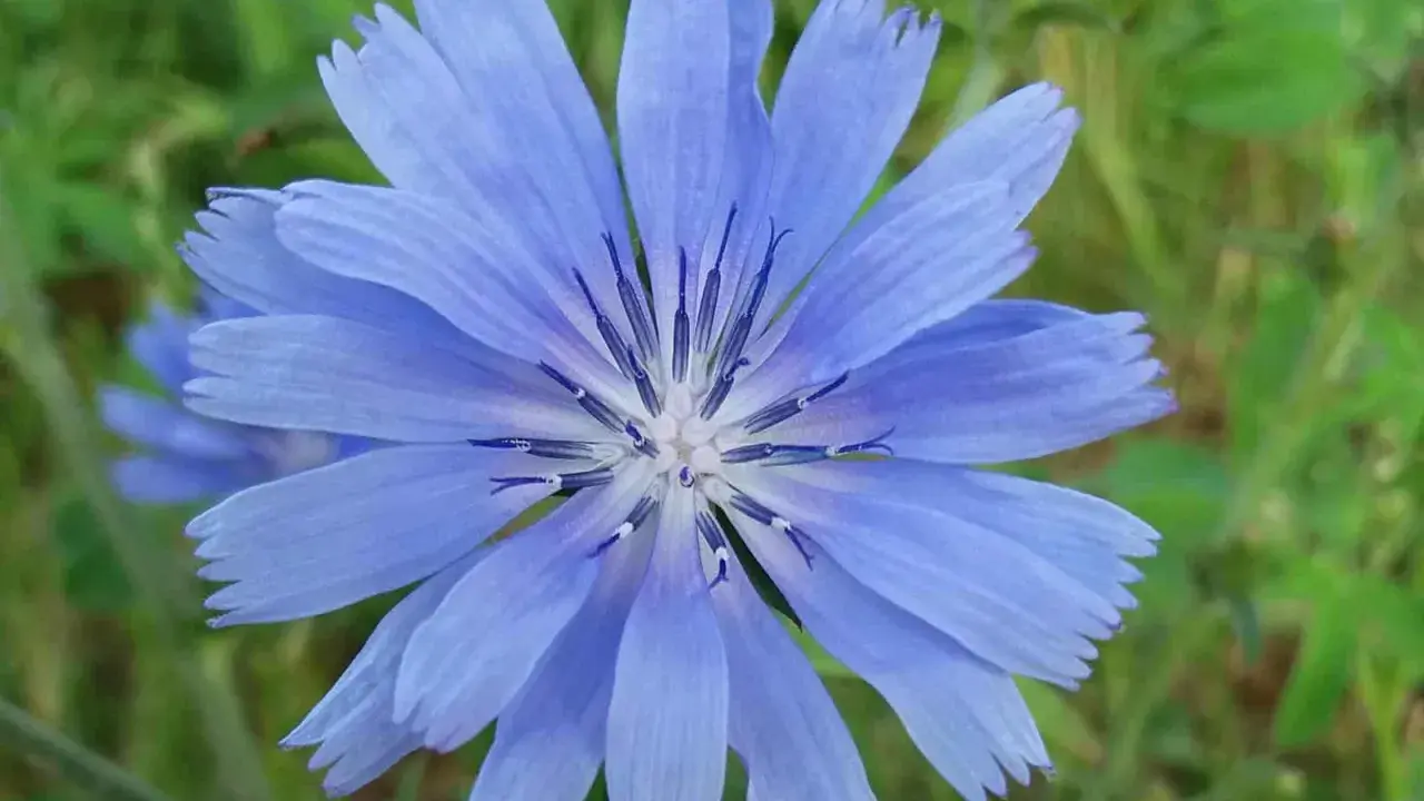 Eine blaue Wegwarte-Blüte mit gezackten Blütenblättern und dunklem Zentrum. Ihre Wurzel ist bekannt für ihre gesundheitlichen Vorteile.