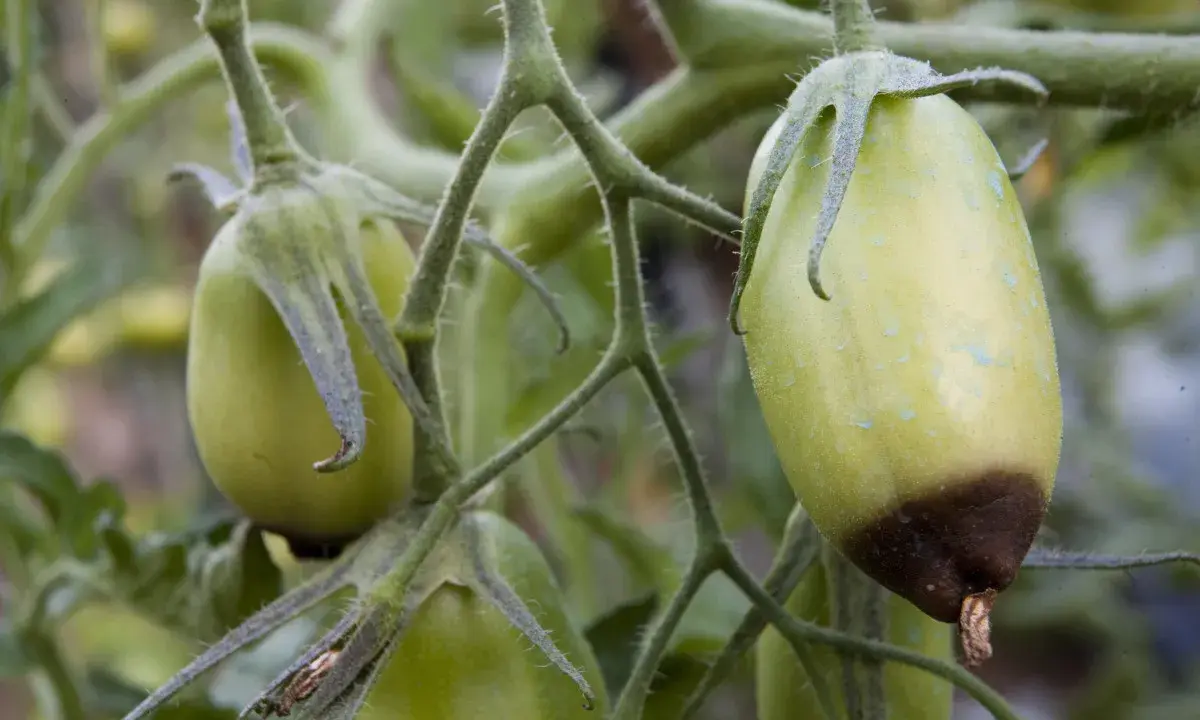 Tomate verte sur sa tige, une présente une tache noire à son extrémité, signe d'une tomate cul noir.