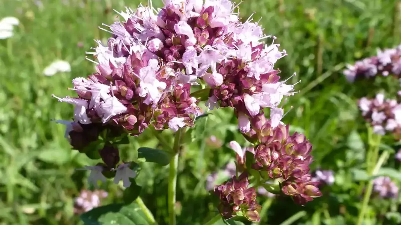 Ein Blütenstand von wildem Dost mit zarten rosa und lila Blüten vor einer grünen Wiese.