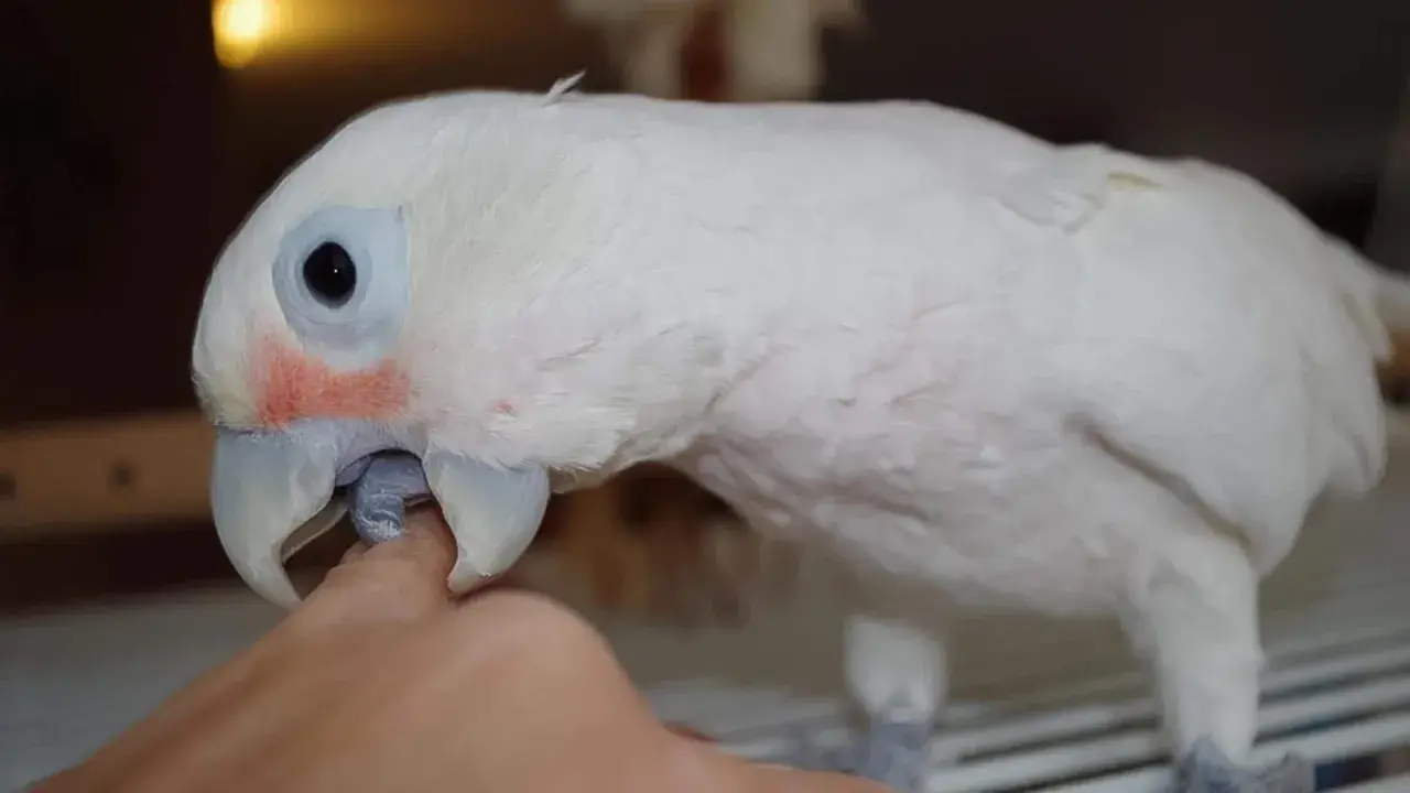 Un pappagallo bianco con guance rosate becca un dito. Forse è un modo per capire perché i pappagalli si beccano tra loro.