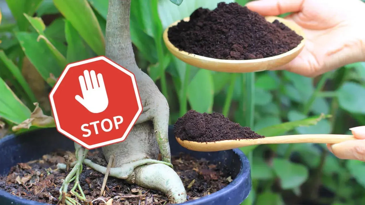 Stop! Fusy z kawy nie są dobre dla wszystkich roślin. Uważaj, zanim dodasz je do ziemi.