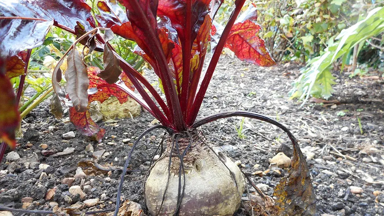 Betterave rouge avec ses feuilles rouges et son bulbe dans la terre.