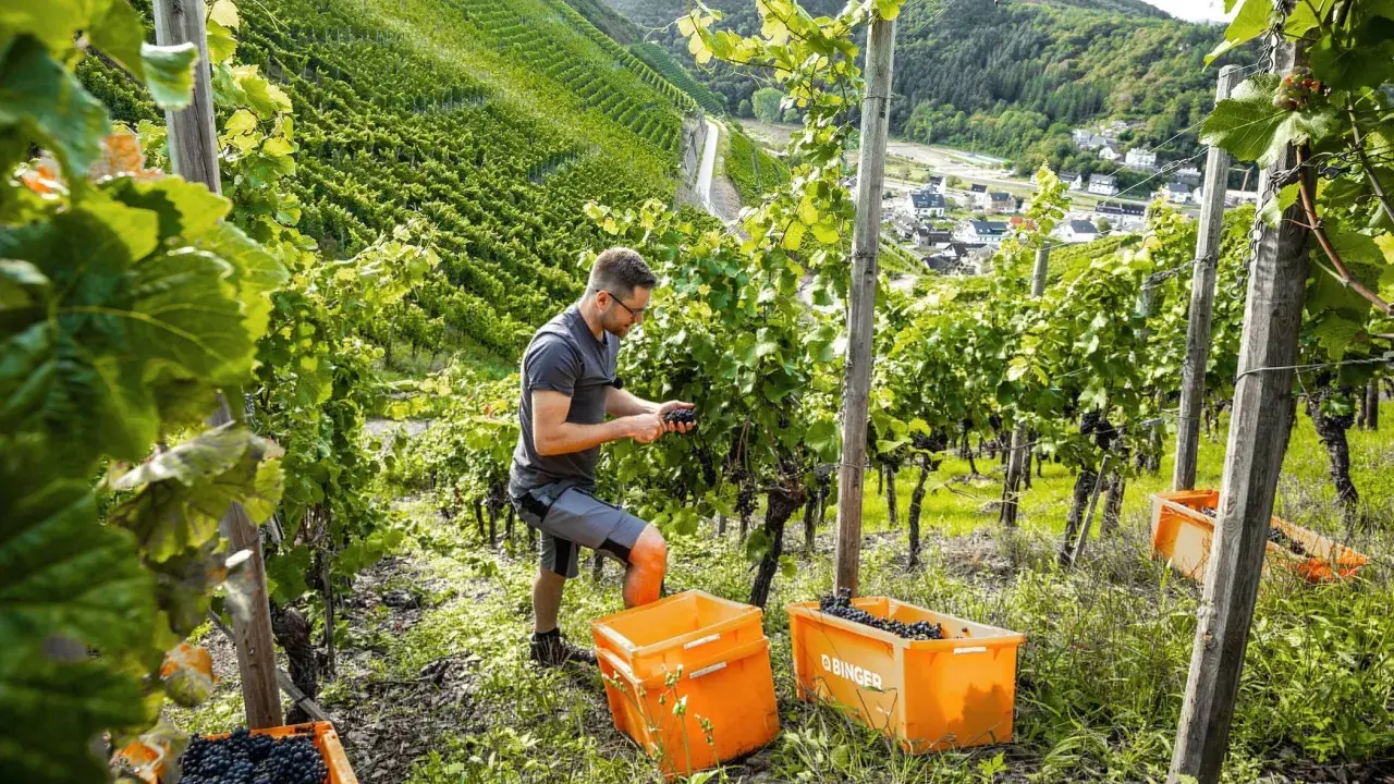 Winzer erntet Trauben für Furmint Wein in einem steilen Weinberg. Zwei orangefarbene Kisten sind gefüllt.