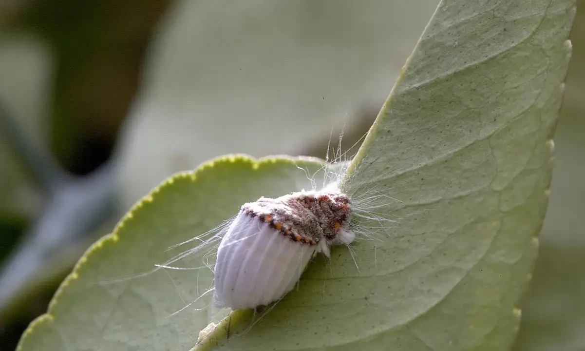 Cochenille du citronnier, un ravageur qui peut être combattu par un traitement naturel.