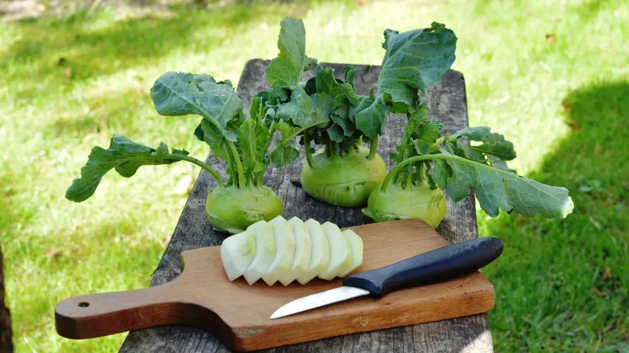 Frisch geernteter Kohlrabi liegt auf einem Holztisch. Ein Teil ist bereits geschnitten, bereit zum Kohlrabi blanchieren.