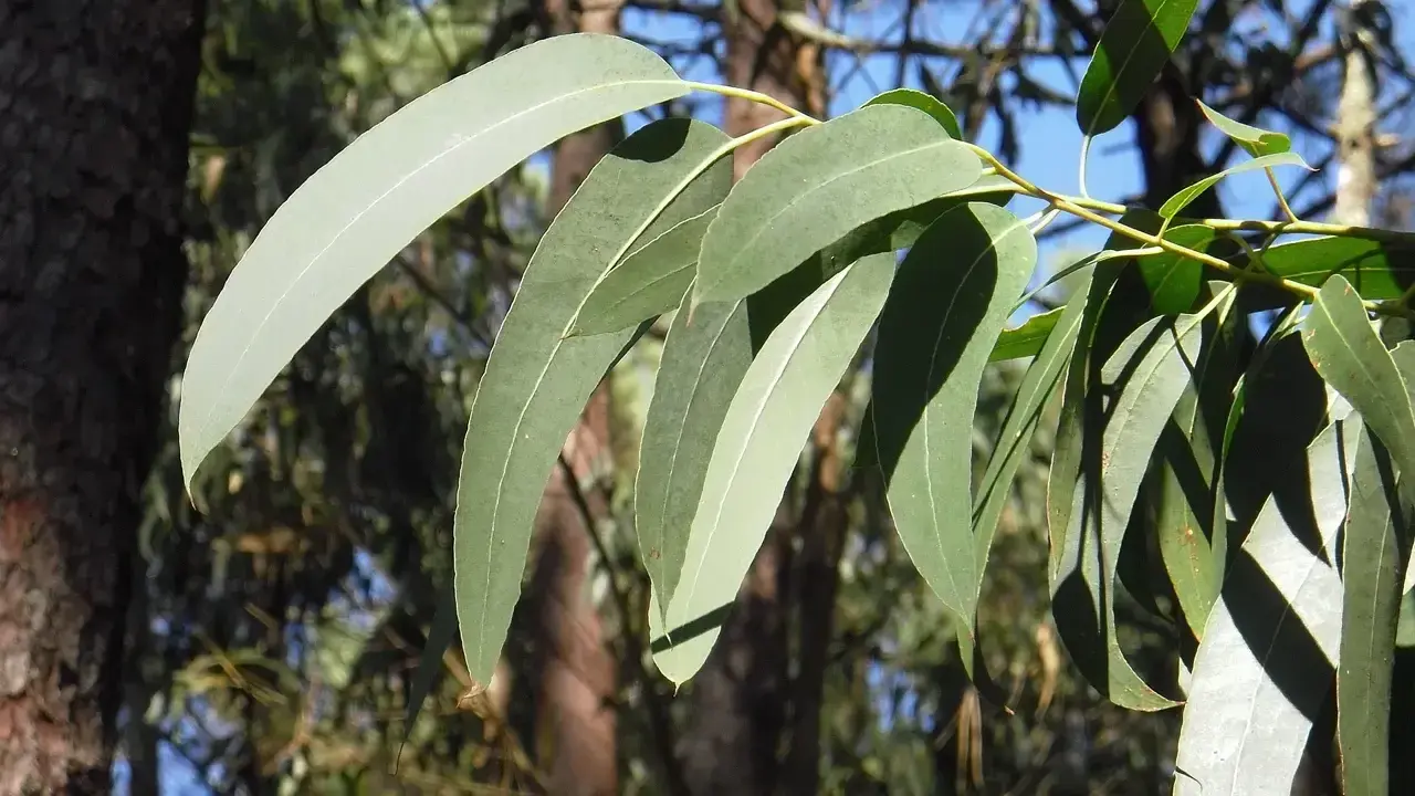 Feuilles d'eucalyptus radié, source de l'huile essentielle aux multiples vertus.